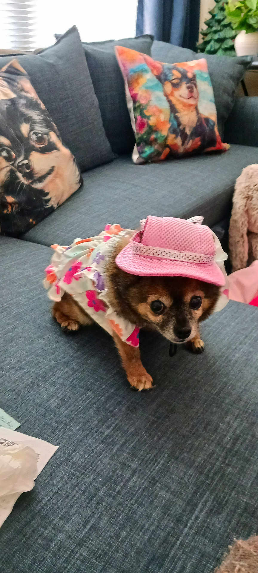 Belle is registered to the contest to win money with this photo: dog, small_dog, pet, clothing, hat, couch, pillows, indoor, decor, fabric, animal, cute, fashion, floral, pink, brown, black, fur, home, cozy