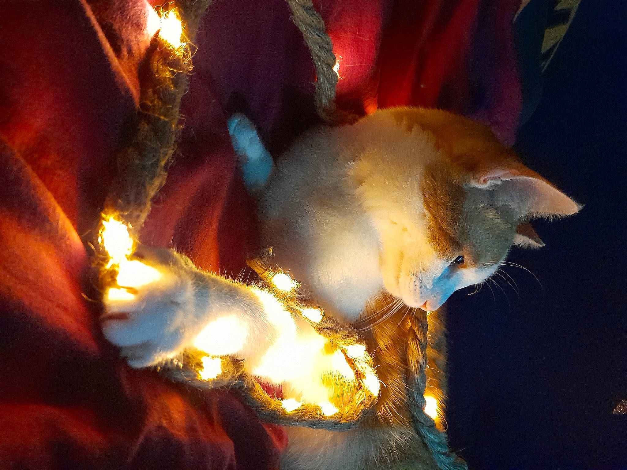 Canaille participe au concours pour gagner de l'argent avec cette photo : cat, christmas_decoration, christmas_lights, christmas_ornament, darkness, event, felidae, fire, flame, fun, glass, heat, holiday, night, ornament, sky, small_to_medium_sized_cats, tail, tradition, tree