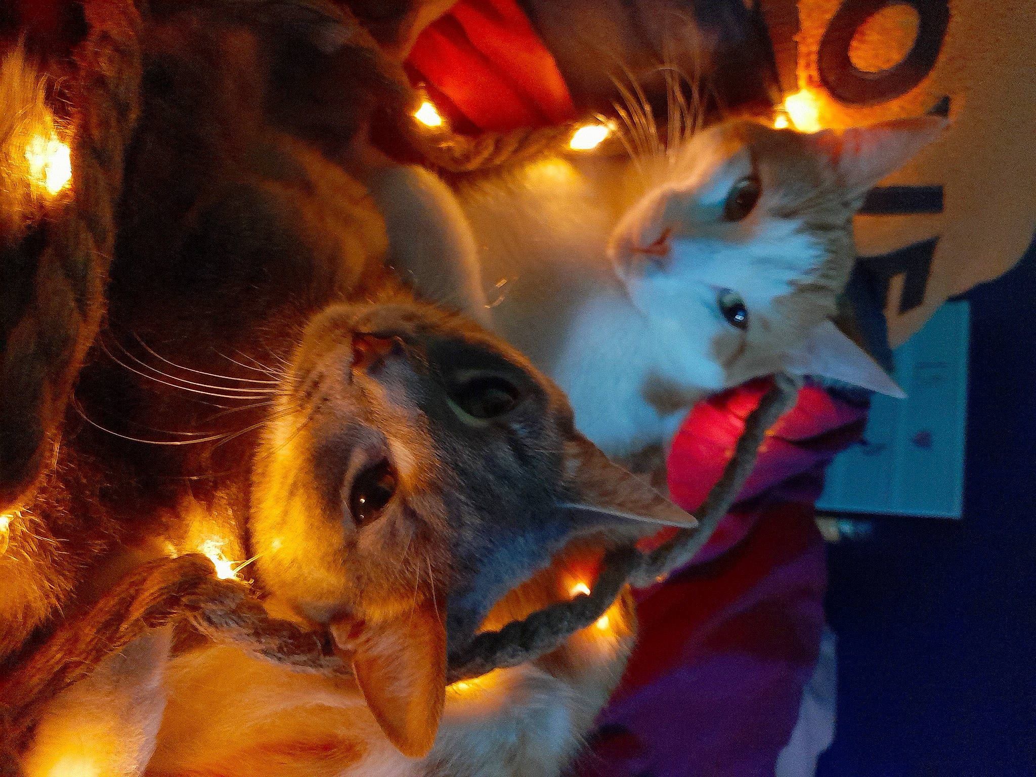 Canaille Et Gribouille