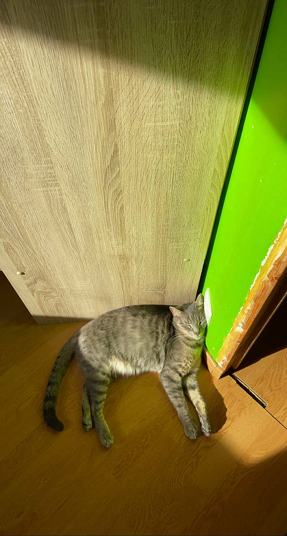 Gribouille a rejoint le concours — aidez-le/la à gagner de superbes lots ! carnivore, cat, domestic_short_haired_cat, felidae, floor, flooring, fur, grey, hardwood, paw, plywood, rectangle, room, small_to_medium_sized_cats, snout, tail, tints_and_shades, whiskers, wood, wood_flooring