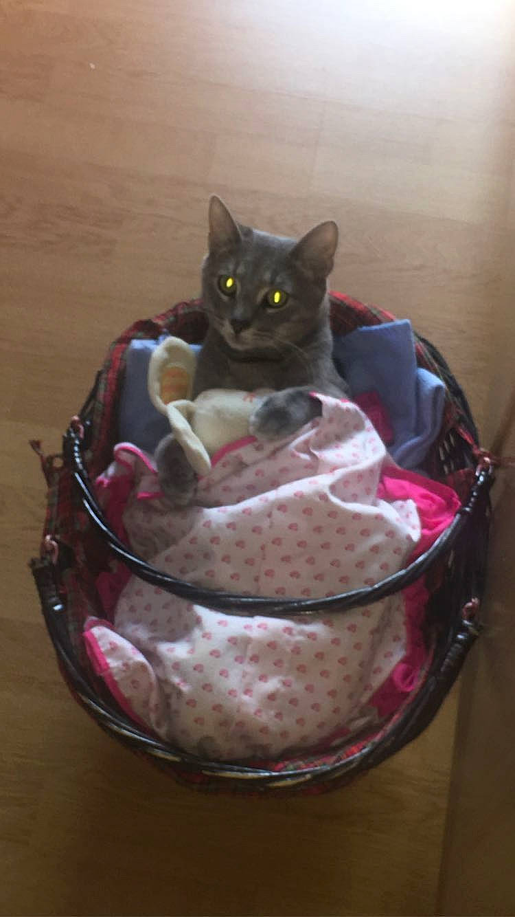 Gribouille participe au concours pour gagner de l'argent avec cette photo : basket, black_cat, bowl, box, carnivore, cat, cat_supply, comfort_food, cream, domestic_short_haired_cat, felidae, fur, ingredient, linens, packaging_and_labeling, small_to_medium_sized_cats, sweetness, tail, vegetable, whiskers