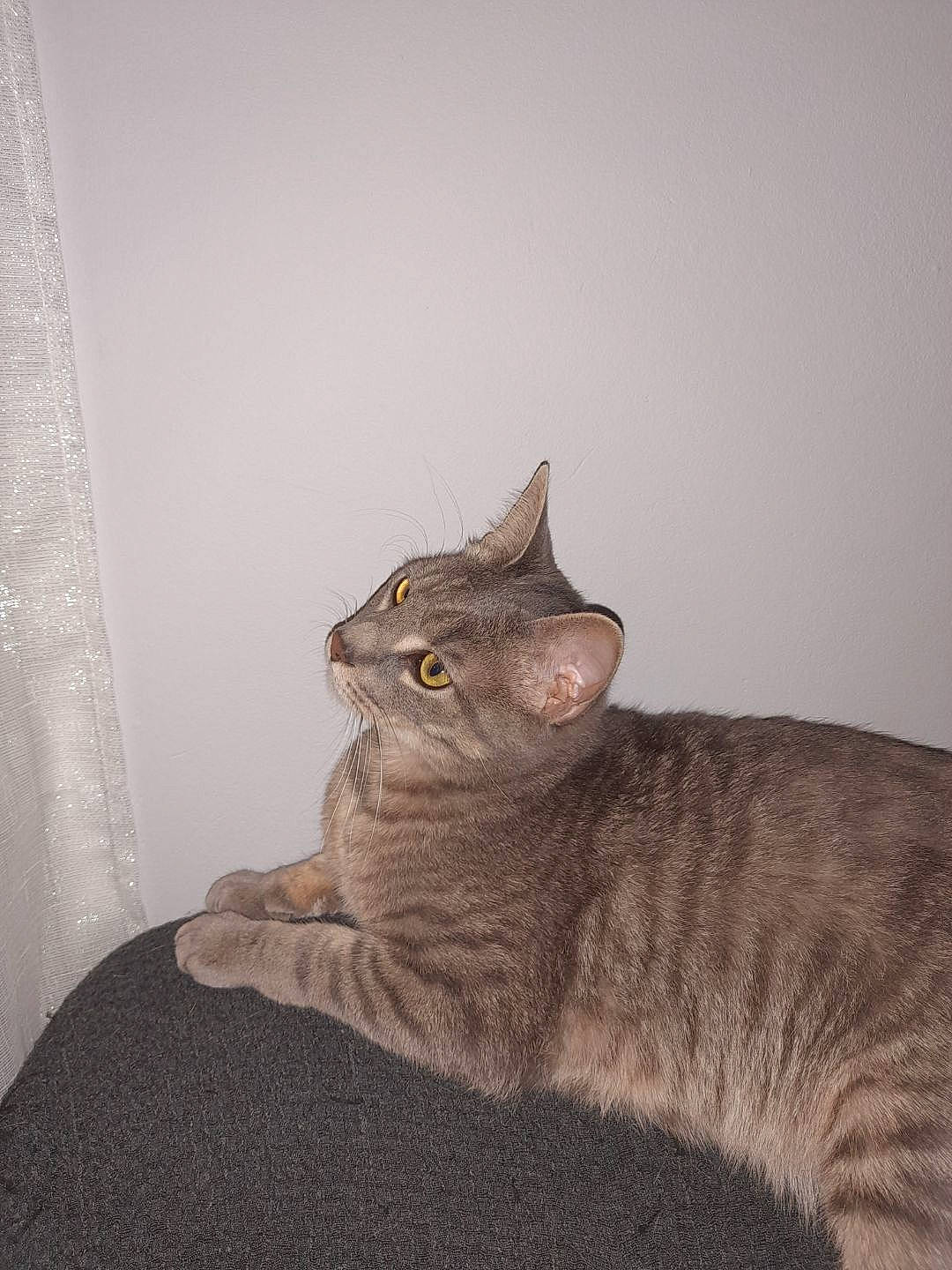 Gribouille participe au concours pour gagner de l'argent avec cette photo : carnivore, cat, comfort, curtain, domestic_short_haired_cat, fawn, felidae, fur, grey, paw, sitting, small_to_medium_sized_cats, snout, tail, terrestrial_animal, whiskers, window, wood