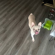 Sarah is registered to the contest to win money with this photo: animal, blurry_background, bowl, candid, companion, curious, dog, domestic, floor, food_bowl, french_bulldog, household, indoor, licking, pet, playful, standing, tongue, water_bowl, wooden_floor