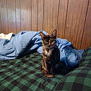 Chloe is registered to the contest to win money with this photo: cat, tortoiseshell, pet, indoor, bed, blanket, blue_blanket, green_checkered, furniture, wood_paneling, fur, animal, cozy, curious, sitting, domestic, mammal, eyes, whiskers, resting_place