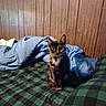 cat, tortoiseshell, pet, indoor, bed, blanket, blue_blanket, green_checkered, furniture, wood_paneling, fur, animal, cozy, curious, sitting, domestic, mammal, eyes, whiskers, resting_place