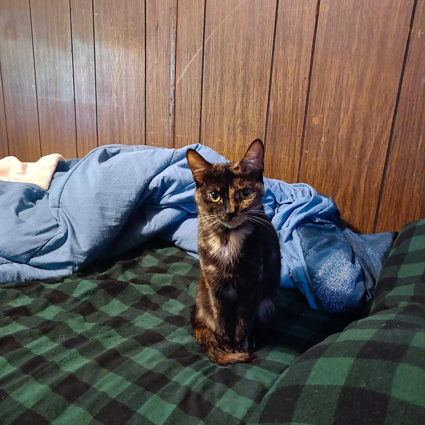 Chloe is registered to the contest to win money with this photo: cat, tortoiseshell, pet, indoor, bed, blanket, blue_blanket, green_checkered, furniture, wood_paneling, fur, animal, cozy, curious, sitting, domestic, mammal, eyes, whiskers, resting_place