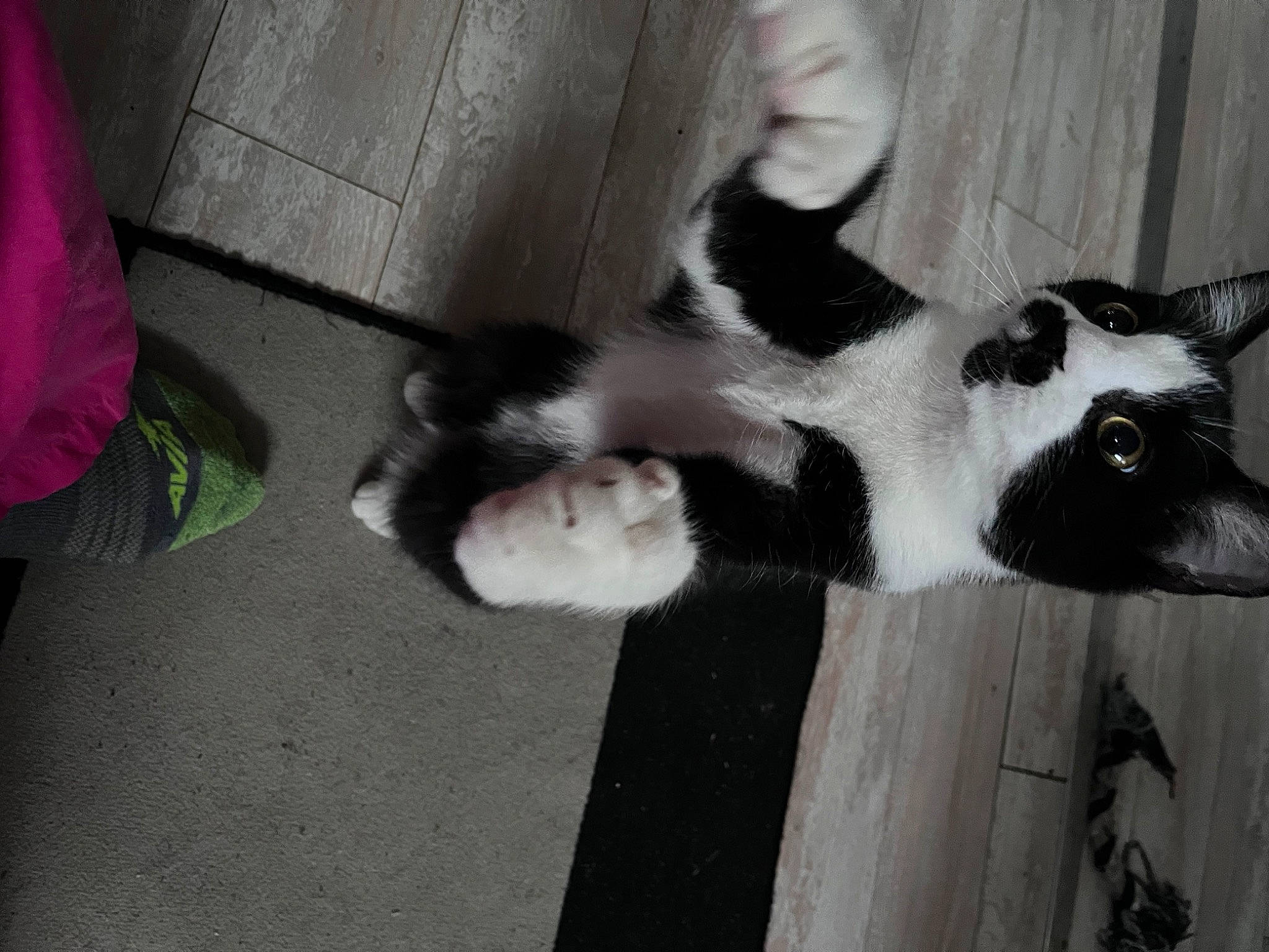 Mazikeen is registered to the contest to win money with this photo: beard, canidae, carnivore, cat, dog_breed, domestic_short_haired_cat, felidae, flooring, fur, human_leg, monochrome, monochrome_photography, paw, shadow, small_to_medium_sized_cats, tail, terrestrial_animal, whiskers, wildlife, wood