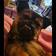Swaynos joined the competition — help win amazing prizes! animal, black_fur, blanket, brown_fur, collar, companion, cozy, cute, dog, domestic, funny_expression, furniture, household, indoor, lying_down, paws_up, pet, portrait, relaxed, window