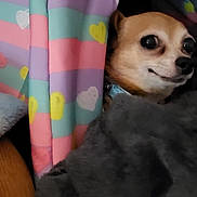 Baya is registered to the contest to win money with this photo: animal, black_nose, blanket, brown_dog, close_up, collar, colorful_blanket, cozy, cute, dog, expression, face, fur, hearts, indoor, peeking, pet, small_dog, soft_texture, striped_blanket