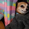 animal, black_nose, blanket, brown_dog, close_up, collar, colorful_blanket, cozy, cute, dog, expression, face, fur, hearts, indoor, peeking, pet, small_dog, soft_texture, striped_blanket