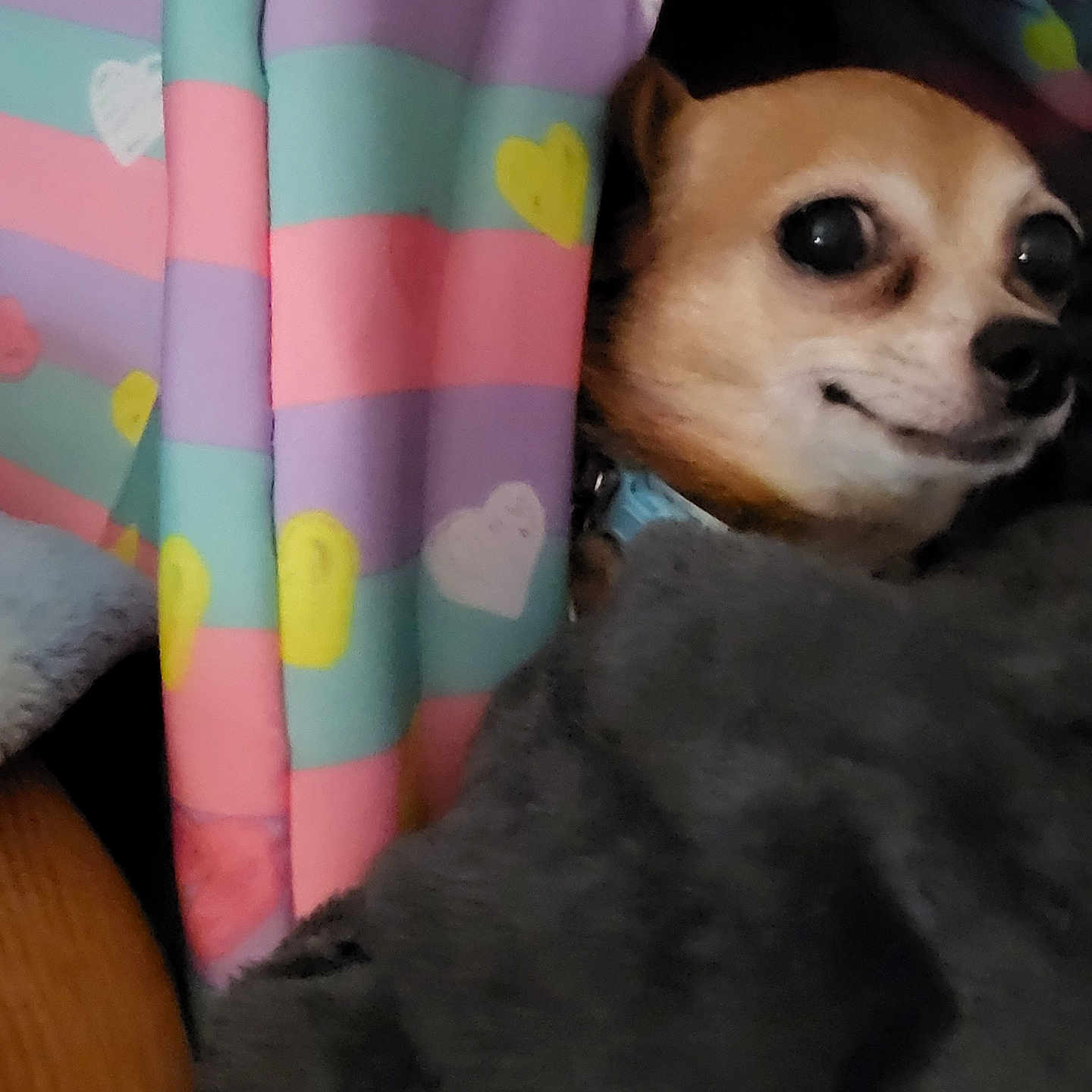 Baya
