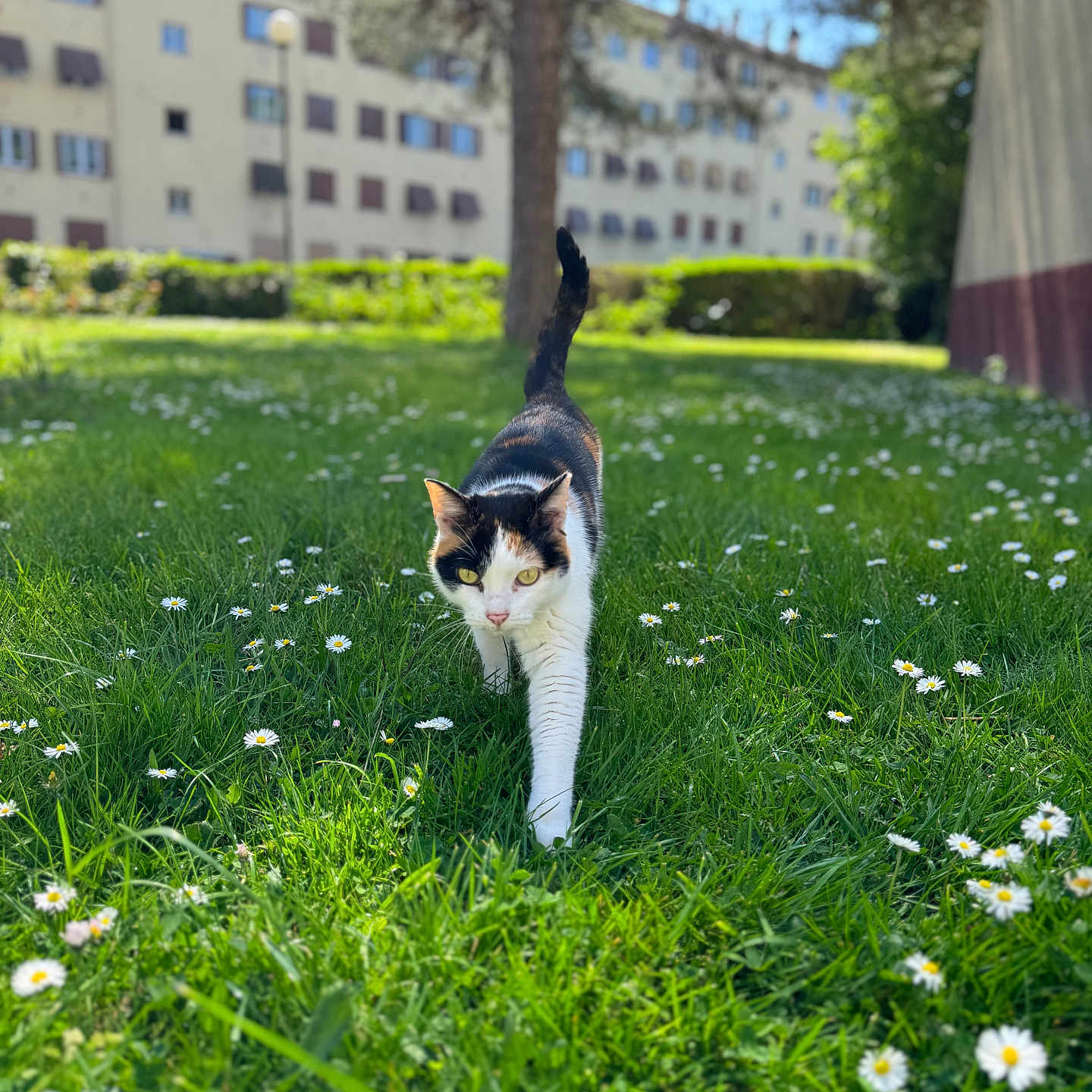 Lizi