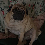 Gus is registered to the contest to win money with this photo: animal, berries, blanket, companion, cozy, cute, dog, face, fur, holiday_theme, holly, indoor, pattern, pet, portrait, pug, relaxed, sitting, small_dog, wrinkles