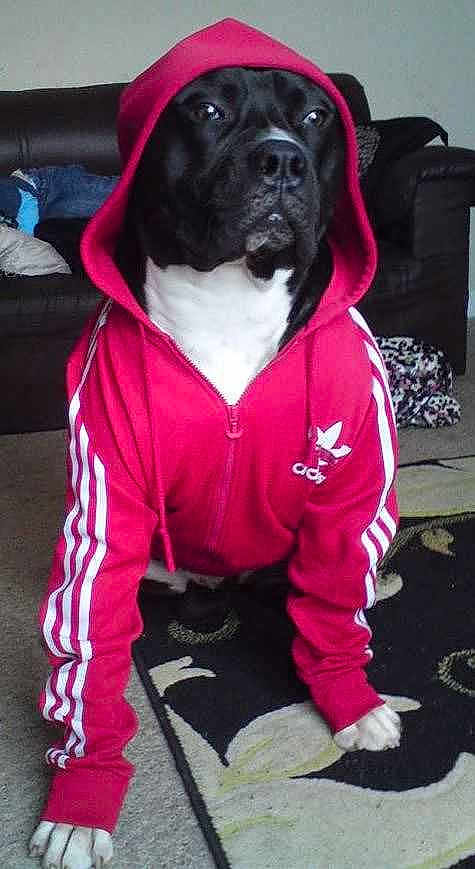 Milo is registered to the contest to win money with this photo: