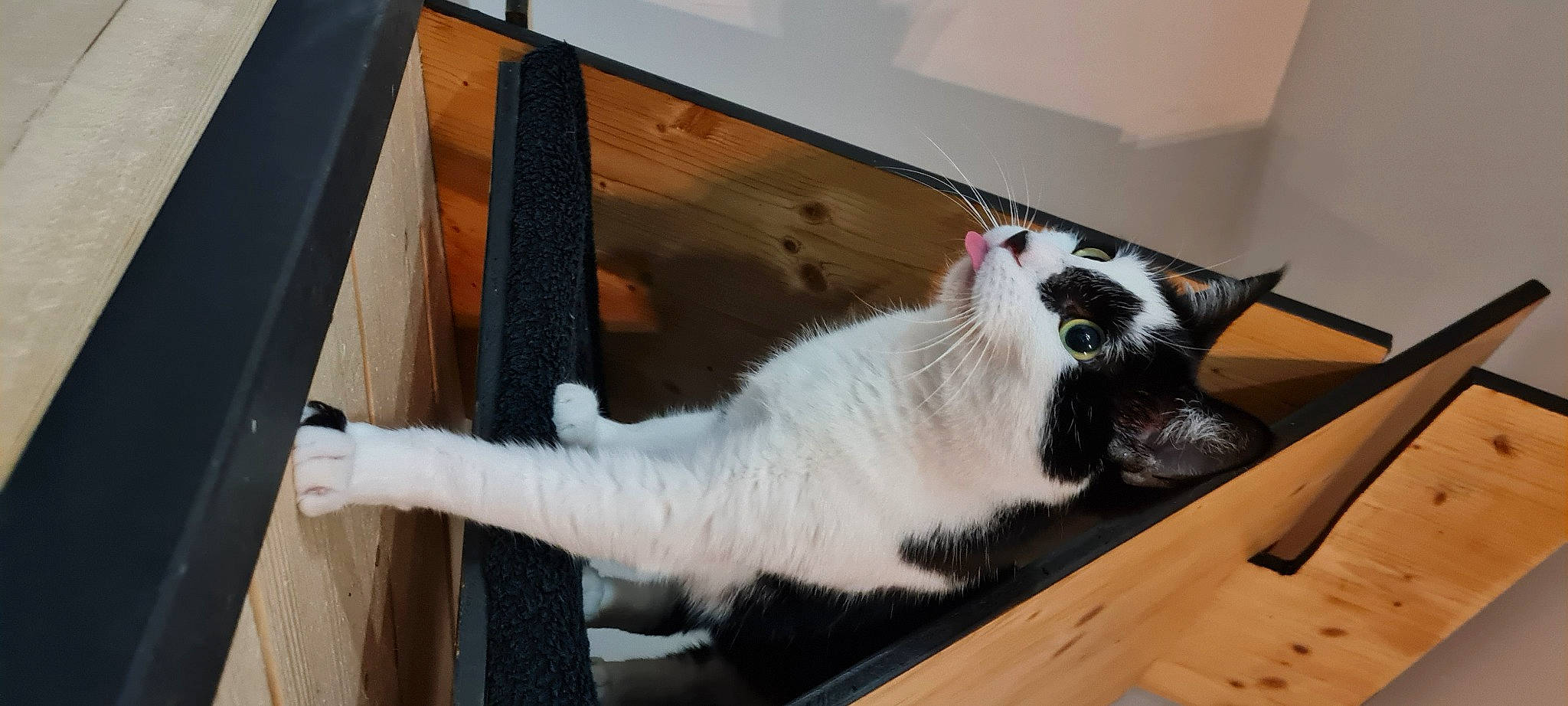 Mimi-shasha participe au concours pour gagner de l'argent avec cette photo : balinese, box, cardboard, carnivore, cat, domestic_short_haired_cat, felidae, flooring, fur, hardwood, home_appliance, paw, room, small_to_medium_sized_cats, snout, tail, whiskers, wood