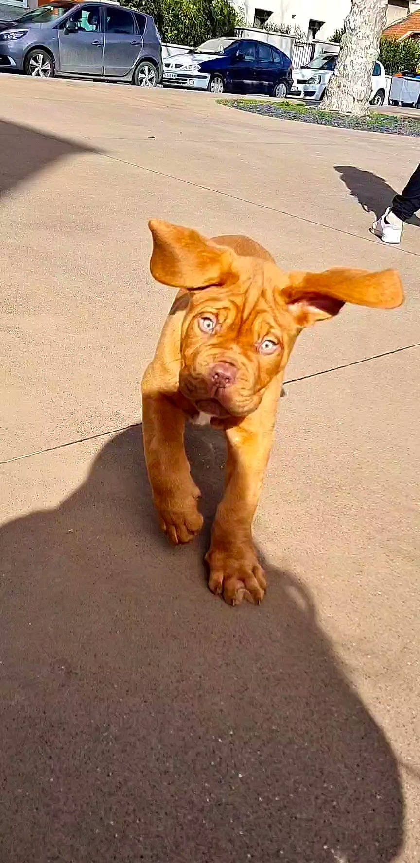 Marley a rejoint le concours — aidez-le/la à gagner de superbes lots ! art, bird, canidae, carnivore, companion_dog, dog, dog_breed, dog_collar, fawn, fur, liver, pet_supply, road_surface, shadow, sporting_group, tail, terrestrial_animal, whiskers, wood, working_animal