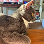 Chips is registered to the contest to win money with this photo: cat, gray_cat, white_fur, yellow_eyes, pet, indoor, wooden_surface, sunlight, furniture, living_room, shelf, television, blurred_background, cozy, animal, whiskers, ears, side_view, relaxed, domestic_cat