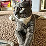 Chips joined the competition — help win amazing prizes! cat, gray_cat, white_paws, carpet, indoor, board_games, shelf, close_up, pet, feline, whiskers, alert, relaxed, stretching, domestic, home, animal, playful, eyes, fur