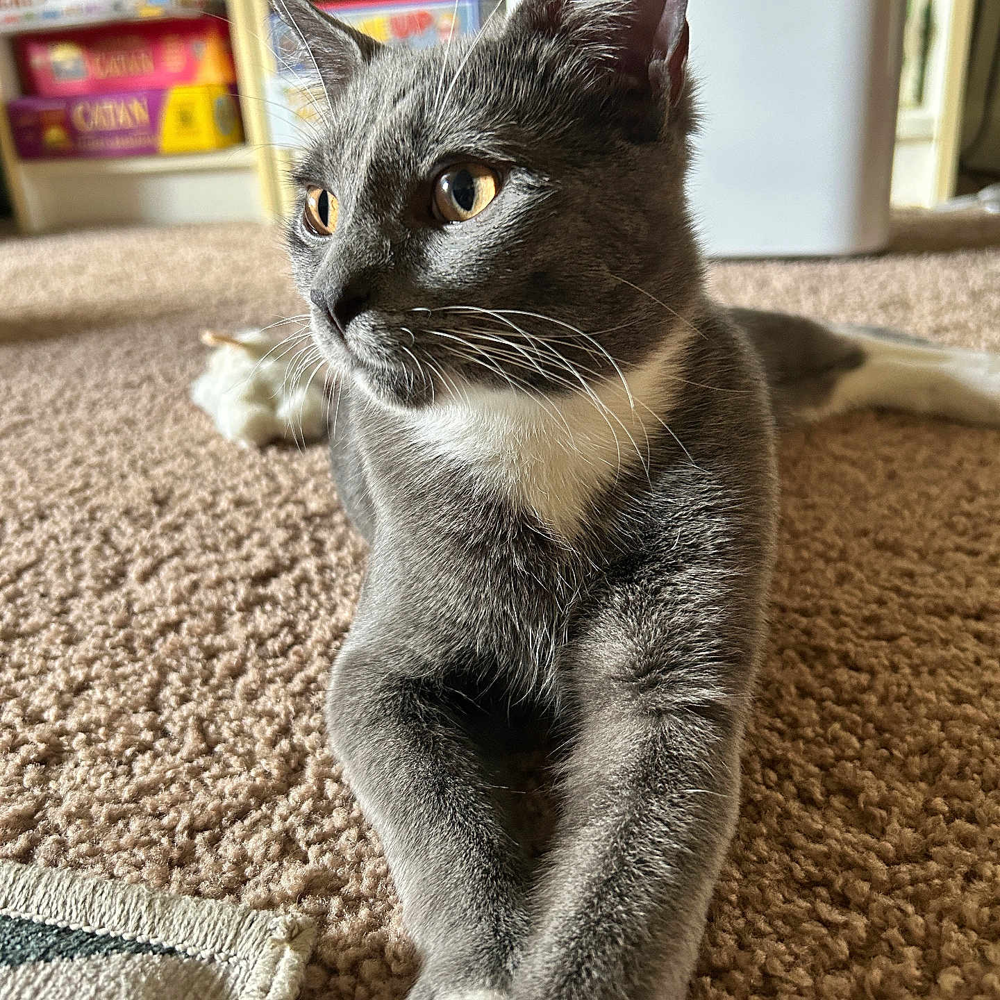 Chips joined the competition — help win amazing prizes! alert, animal, board_games, carpet, cat, close_up, domestic, eyes, feline, fur, gray_cat, home, indoor, pet, playful, relaxed, shelf, stretching, whiskers, white_paws