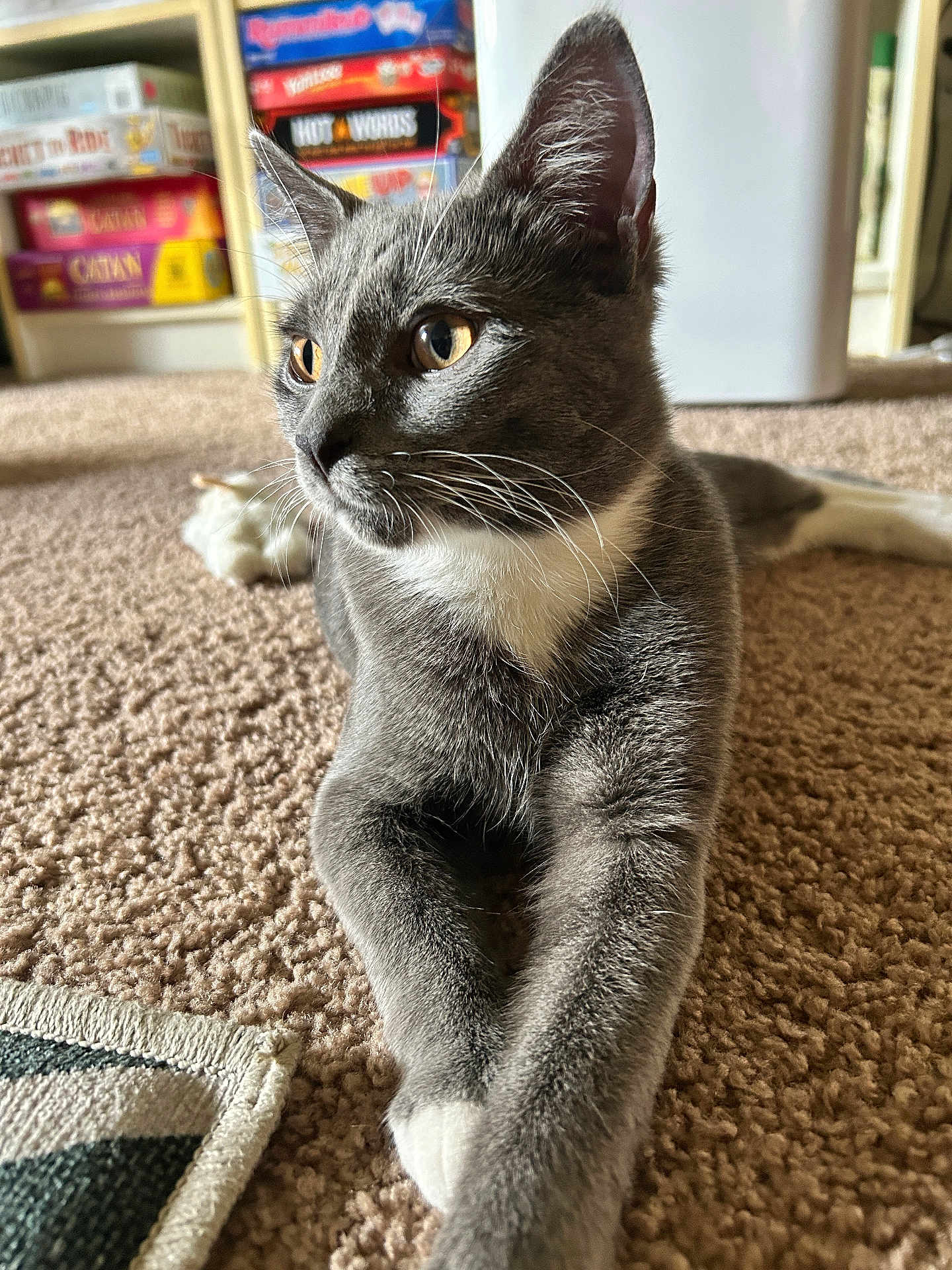 Chips joined the competition — help win amazing prizes! cat, gray_cat, white_paws, carpet, indoor, board_games, shelf, close_up, pet, feline, whiskers, alert, relaxed, stretching, domestic, home, animal, playful, eyes, fur