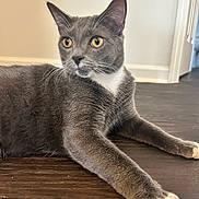 Chips is registered to the contest to win money with this photo: cat, gray_cat, white_paws, alert, pet, indoor, wooden_floor, whiskers, feline, domestic_cat, curious, laying_down, animal, household, cute, fur, closeup, portrait, relaxed, ears_up