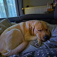 Volt participe au concours pour gagner de l'argent avec cette photo : dog, sleeping, bed, blanket, indoor, cozy, curled_up, resting, canine, pet, fur, comfort, home, radiator, window, curtains, pillow, relaxed, napping, domestic_animal