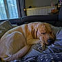 dog, sleeping, bed, blanket, indoor, cozy, curled_up, resting, canine, pet, fur, comfort, home, radiator, window, curtains, pillow, relaxed, napping, domestic_animal