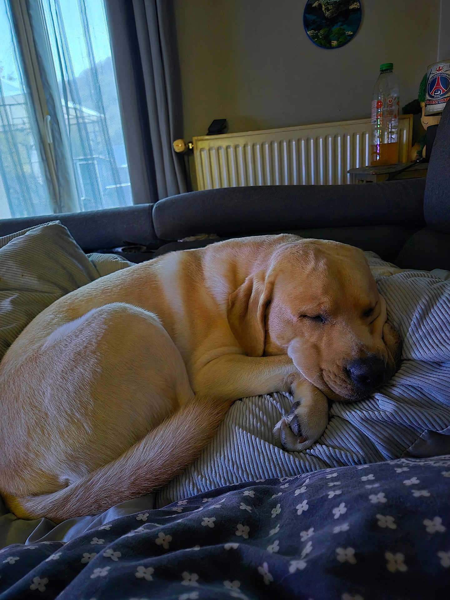 Volt participe au concours pour gagner de l'argent avec cette photo : dog, sleeping, bed, blanket, indoor, cozy, curled_up, resting, canine, pet, fur, comfort, home, radiator, window, curtains, pillow, relaxed, napping, domestic_animal