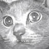 animal, black_and_white, blurry, camera, cat, close_up, closeup, curious, eyes, face, feline, grainy, head, indoor, indoor_lighting, monitor, night_vision, pet, timestamp, whiskers