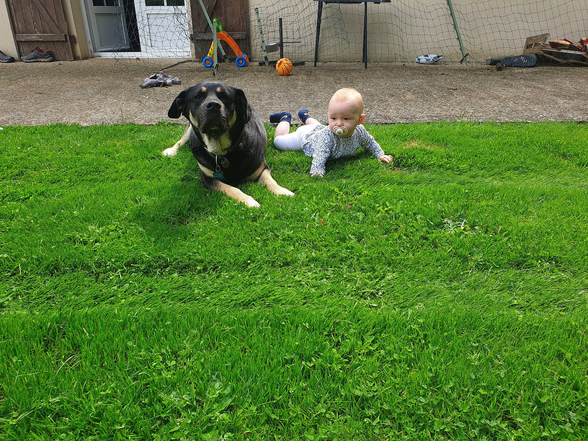 Méli a rejoint le concours — aidez-le/la à gagner de superbes lots ! carnivore, child, companion_dog, dog, dog_breed, flooring, garden, grass, grass_family, grassland, groundcover, landscaping, lawn, leisure, person, plant, recreation, sporting_group, tail, toddler