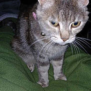 Chipie participe au concours pour gagner de l'argent avec cette photo : cat, gray_tabby, pet, animal, whiskers, ears, fur, collar, bell, green_blanket, indoor, feline, cute, curious, domestic_animal, closeup, looking_down, soft_texture, paws, dim_light