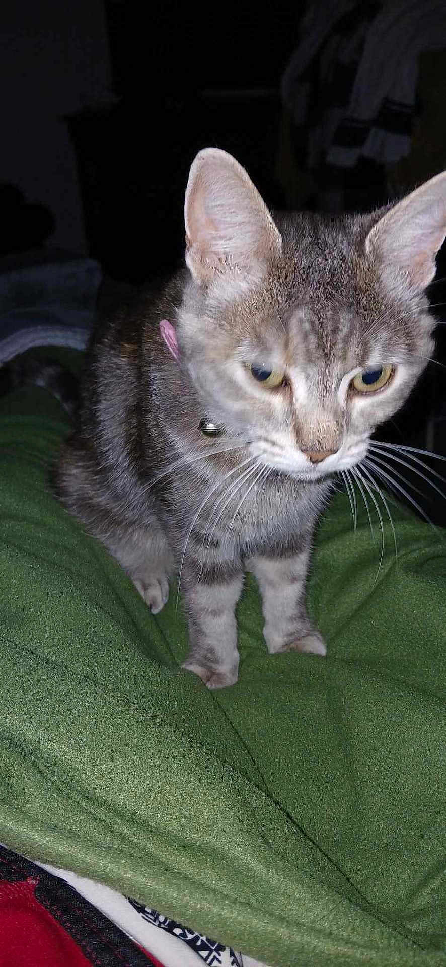 Chipie participe au concours pour gagner de l'argent avec cette photo : cat, gray_tabby, pet, animal, whiskers, ears, fur, collar, bell, green_blanket, indoor, feline, cute, curious, domestic_animal, closeup, looking_down, soft_texture, paws, dim_light