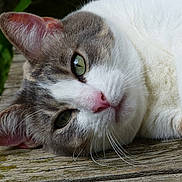 Poppée participe au concours pour gagner de l'argent avec cette photo :