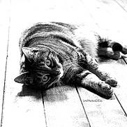 Minouchon a rejoint le concours — aidez-le/la à gagner de superbes lots !