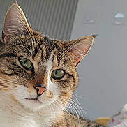 Sushi participe au concours pour gagner de l'argent avec cette photo : cat, tabby, close_up, green_eyes, pink_nose, whiskers, indoor, pet, animal, feline, portrait, curious, soft_light, blurred_background, cozy, resting, fur, ears, face, cute