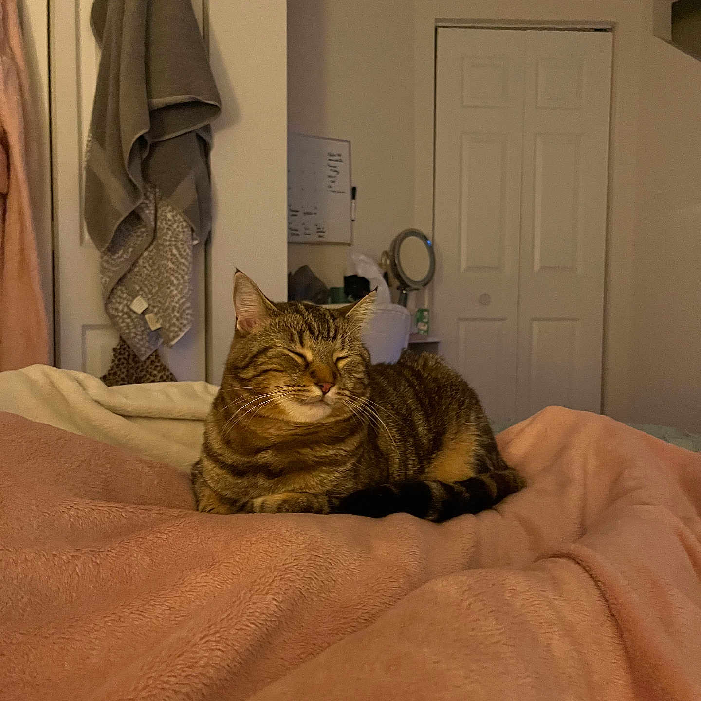 Boy is registered to the contest to win money with this photo: cat, tabby_cat, bedroom, blanket, towel, door, mirror, relaxing, cozy, indoor, pet, feline, fur, resting, sleeping, warm_lighting, comfort, household, furniture, soft