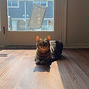 Boy joined the competition — help win amazing prizes! cat, tabby, sunlight, wooden_floor, indoor, glass_door, shadow, furniture, window, domestic, relaxed, pet, animal, house, daylight, quiet, resting, brown, striped, cozy