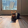 cat, tabby, sunlight, wooden_floor, indoor, glass_door, shadow, furniture, window, domestic, relaxed, pet, animal, house, daylight, quiet, resting, brown, striped, cozy
