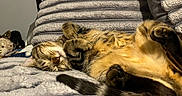 Boy joined the competition — help win amazing prizes! cat, tabby, sleeping, cozy, blanket, pillow, plush, indoor, relaxed, pet, fur, whiskers, animal, cute, resting, soft, comfortable, domestic, nap, feline
