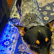 Rosco is registered to the contest to win money with this photo: animal, black_and_gray_coat, blue_light, canine, carpet, close_up, companion, curious_expression, dog, domestic_animal, ears_up, floor, furniture_edge, home, indoor, looking_up, patterned_rug, pet, portrait, spotting