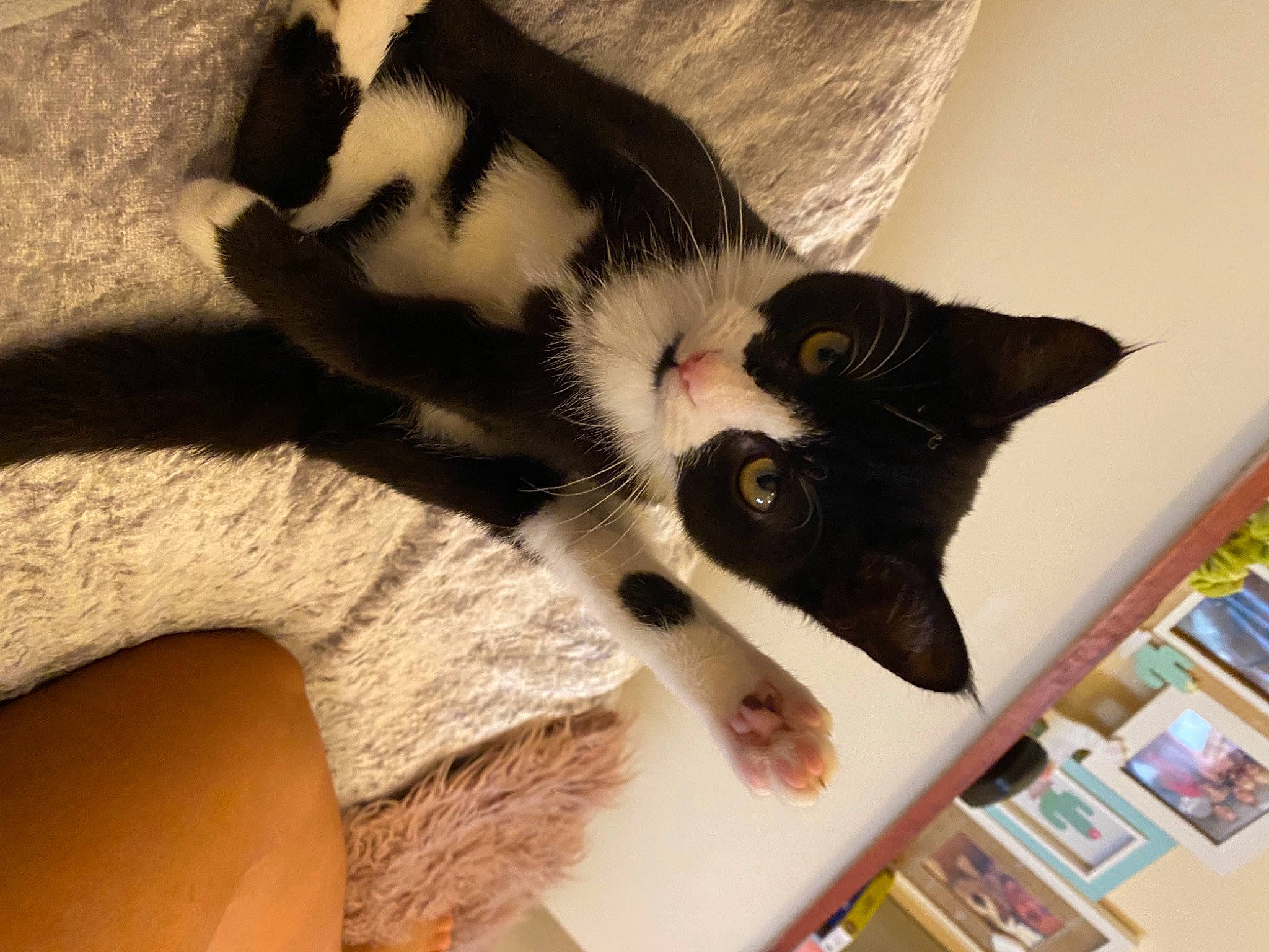 Thorn joined the competition — help win amazing prizes! black_cat, carnivore, cat, domestic_short_haired_cat, ear, felidae, fur, kitten, leg, nap, paw, polydactyl_cat, skin, small_to_medium_sized_cats, tail, whiskers