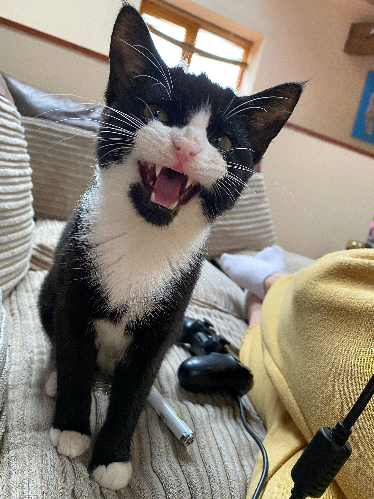 Thorn joined the competition — help win amazing prizes! black, black_and_white, black_cat, carnivore, cat, domestic_short_haired_cat, ear, eye, facial_expression, felidae, fur, kitten, leg, mammal, polydactyl_cat, small_to_medium_sized_cats, snout, tail, whiskers, yawn