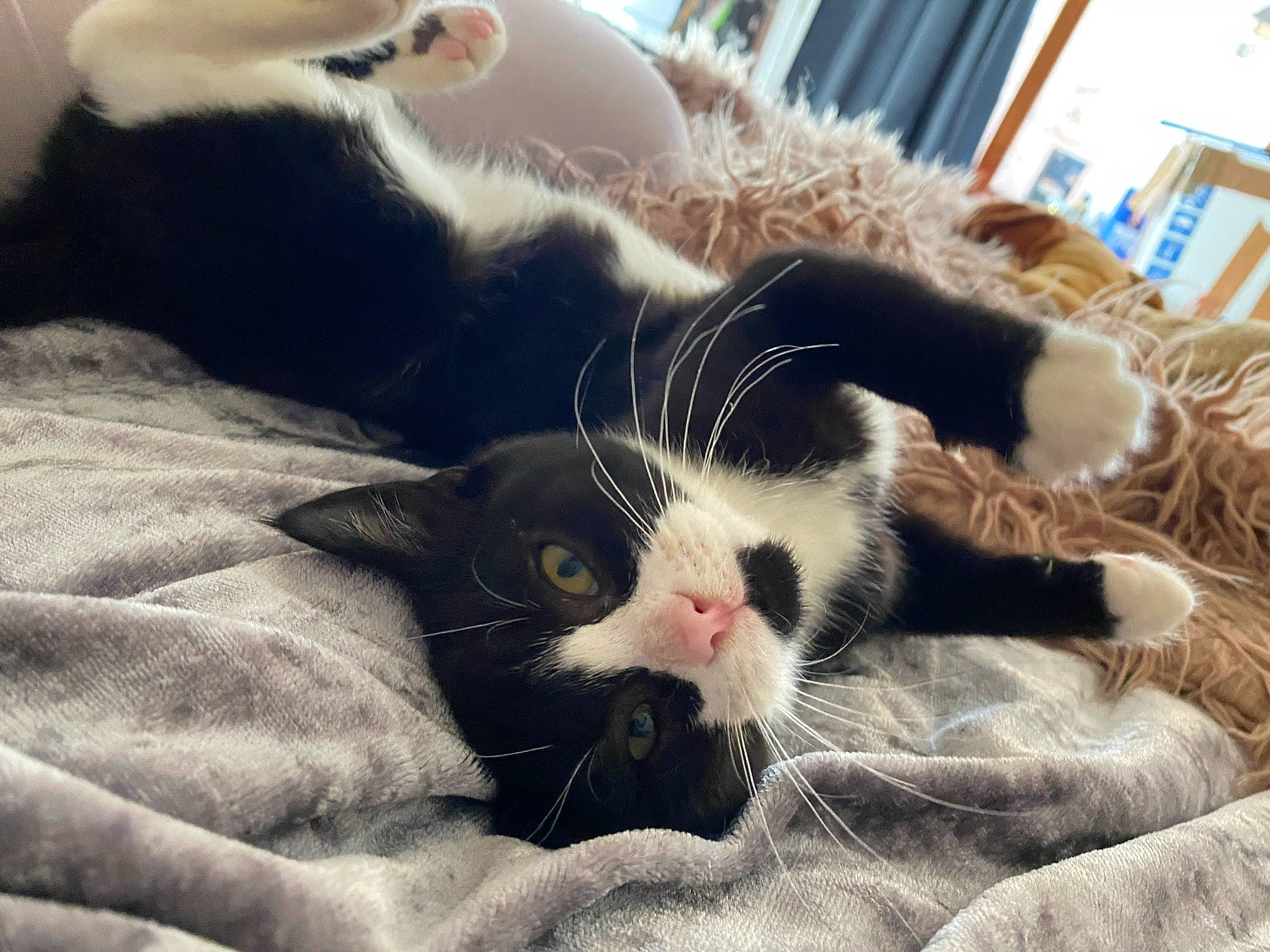 Thorn is registered to the contest to win money with this photo: carnivore, cat, claw, ear, felidae, fur, kitten, nap, nose, paw, polydactyl_cat, sky, small_to_medium_sized_cats, snout, whiskers