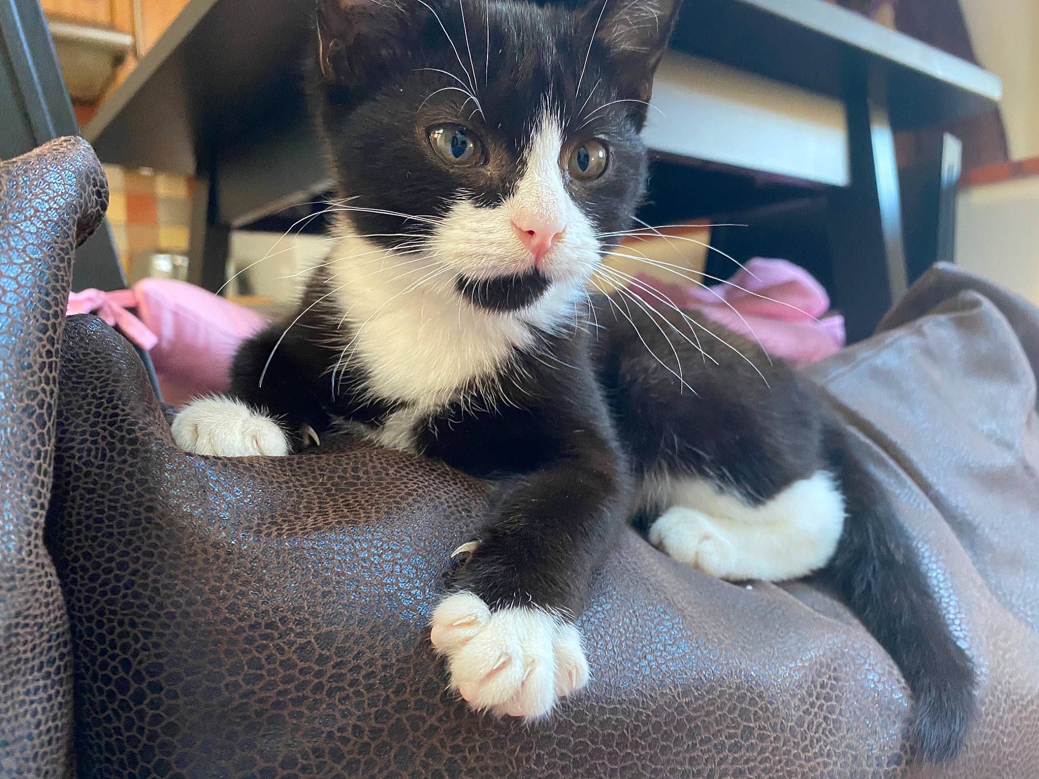 Thorn joined the competition — help win amazing prizes! american_wirehair, carnivore, cat, claw, domestic_short_haired_cat, ear, european_shorthair, eye, felidae, fur, kitten, leg, paw, polydactyl_cat, skin, small_to_medium_sized_cats, whiskers