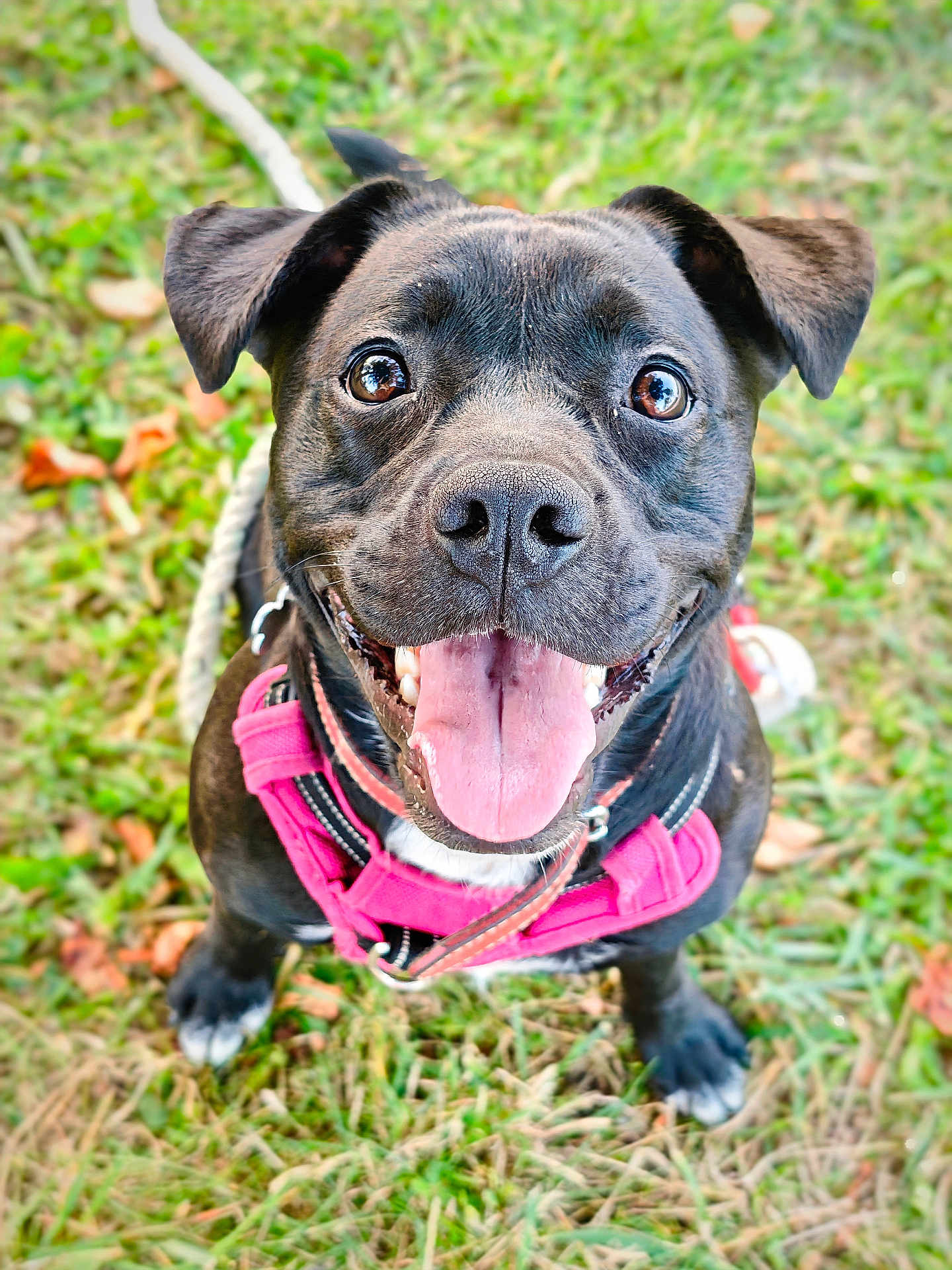 Naya participe au concours pour gagner de l'argent avec cette photo : dog, black_dog, pet, animal, canine, grass, outdoor, happy, tongue_out, leash, harness, closeup, smiling, ears, fur, eyes, playful, nature, muzzle, paw