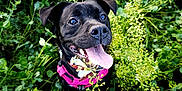 Naya participe au concours pour gagner de l'argent avec cette photo : dog, black_dog, tongue_out, pink_harness, greenery, plants, grass, outdoor, happy, pet, nature, animal, cute, smiling, close_up, summer, playful, canine, tongue, fur