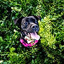 dog, black_dog, tongue_out, pink_harness, greenery, plants, grass, outdoor, happy, pet, nature, animal, cute, smiling, close_up, summer, playful, canine, tongue, fur
