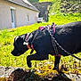 Naya participe au concours pour gagner de l'argent avec cette photo : dog, black_dog, harness, leash, grass, outdoor, sunlight, house, greenery, flower, nature, pet, animal, sniffing, walking, daytime, collar, canine, side_view, adventure