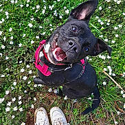 Naya a rejoint le concours — aidez-le/la à gagner de superbes lots ! dog, black_dog, happy, smiling, grass, flowers, white_flowers, outdoor, nature, greenery, pet, playful, sitting, harness, red_harness, shoes, sneakers, white_sneakers, person, looking_up