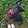 dog, black_dog, happy, smiling, grass, flowers, white_flowers, outdoor, nature, greenery, pet, playful, sitting, harness, red_harness, shoes, sneakers, white_sneakers, person, looking_up